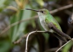 Green-and-white Hummingbird